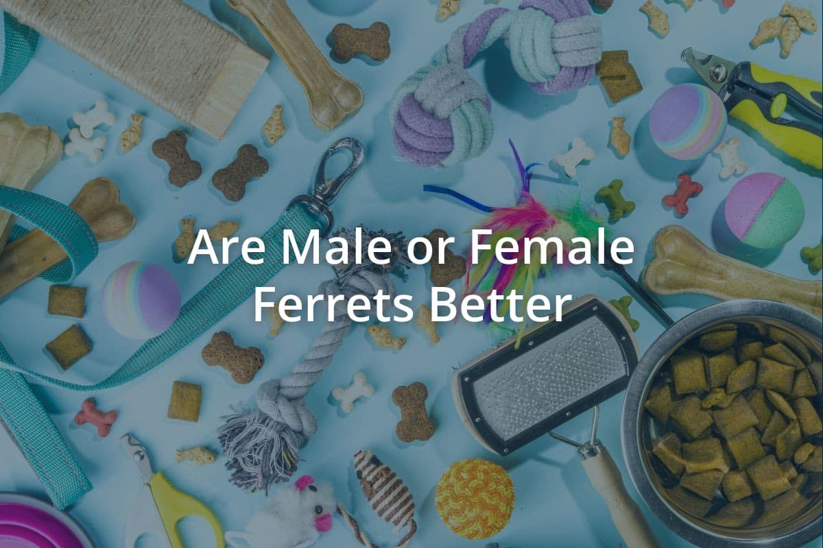 Are Male or Female Ferrets Better