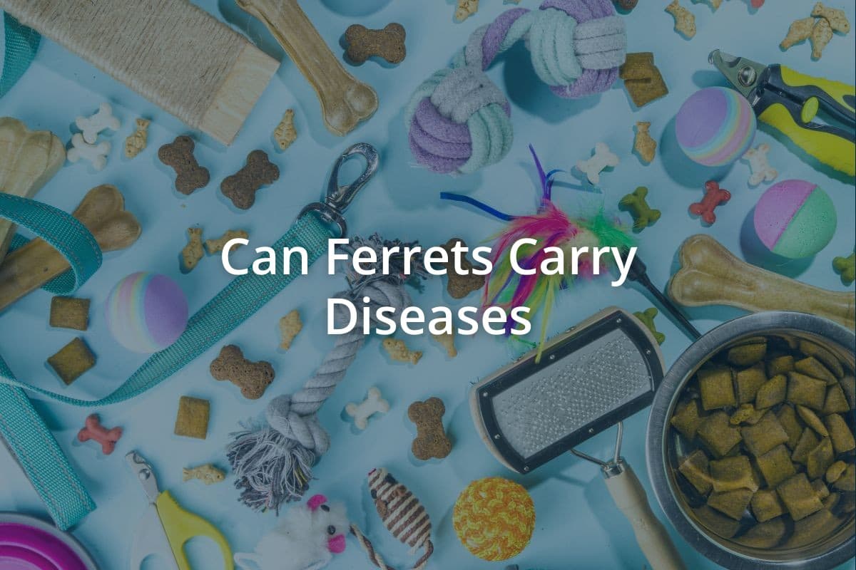 Can Ferrets Carry Diseases