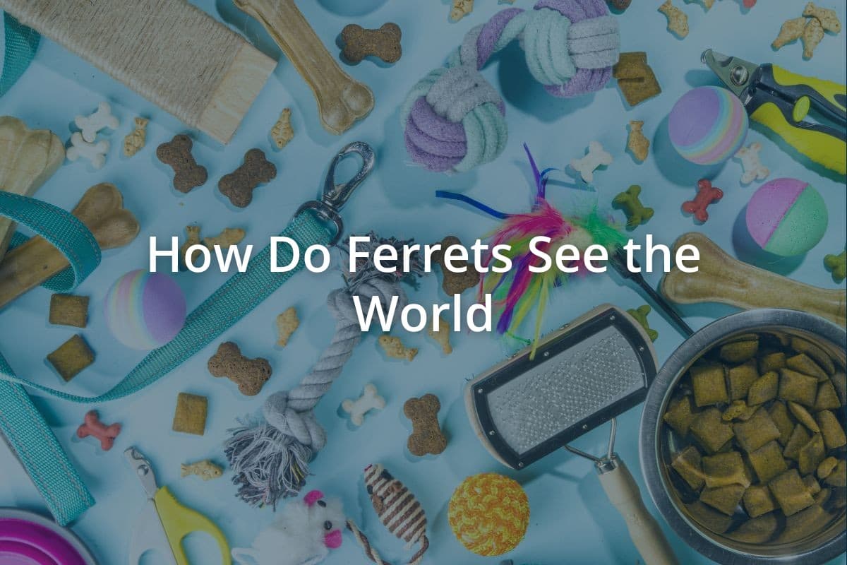 How Do Ferrets See the World