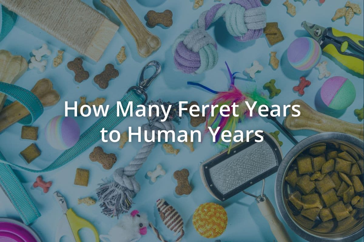 How Many Ferret Years to Human Years