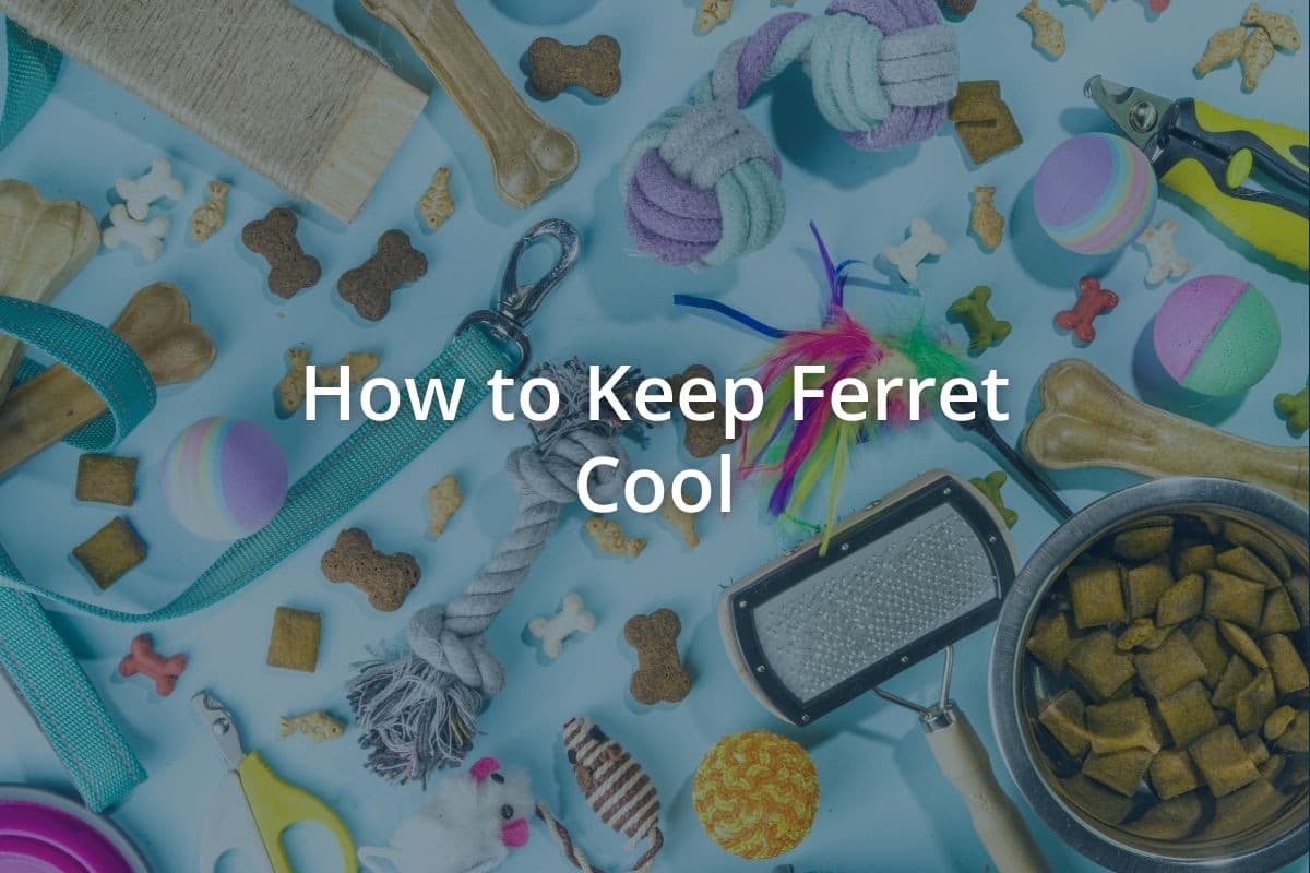 How to Keep Ferret Cool