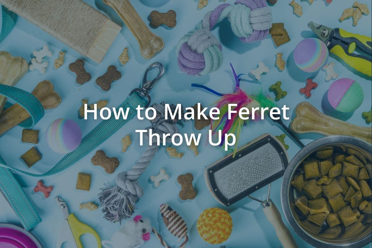How to Make Ferret Throw Up
