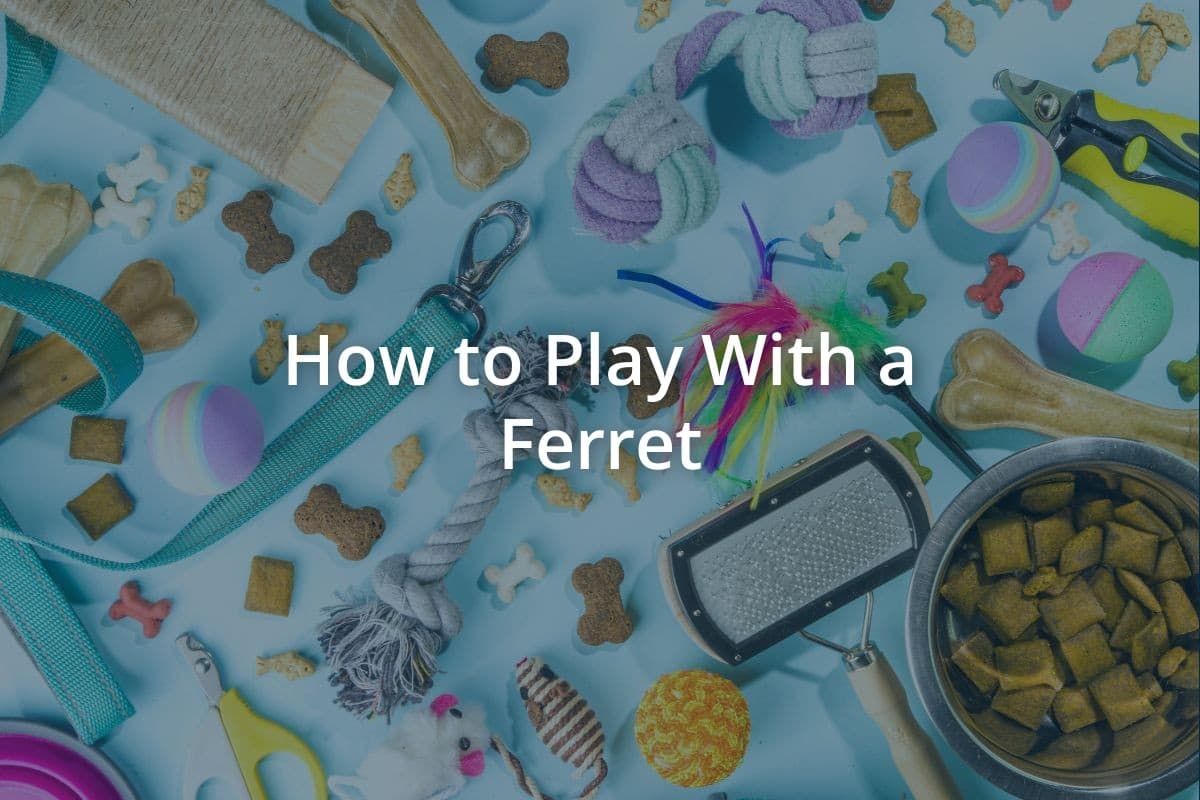 How to Play With a Ferret