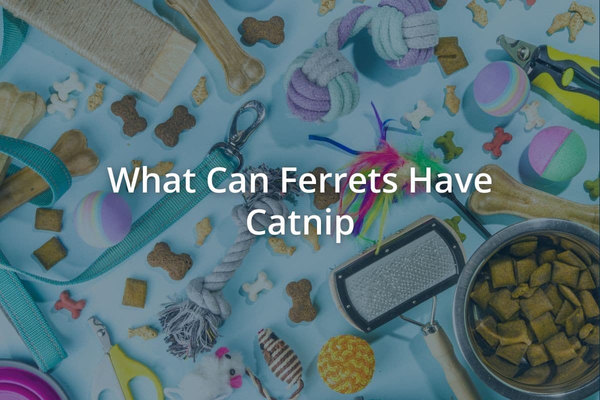 What Can Ferrets Have Catnip