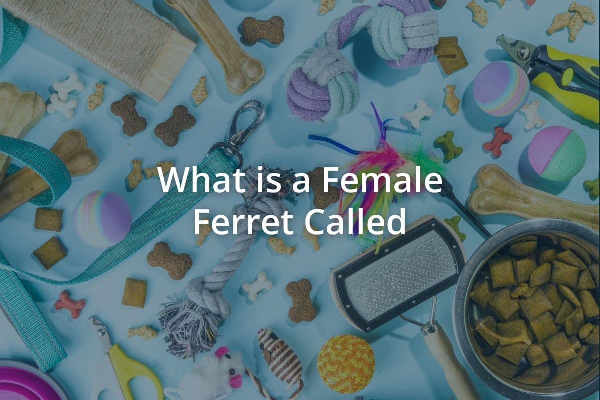What is a Female Ferret Called