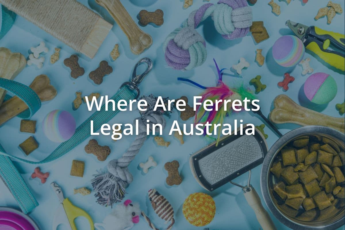 Where Are Ferrets Legal in Australia