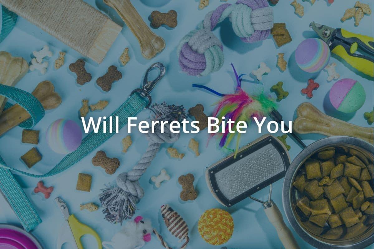 Will Ferrets Bite You
